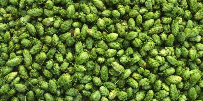 Assorted-green-hops-95673391_1107x948-800x400